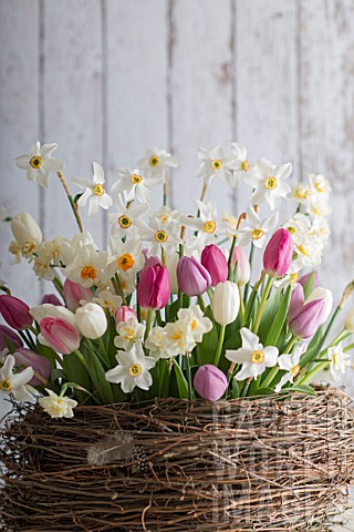 NARCISSUS_POETICUS_VAR_RECURVUS_WITH_TULIPA_IN_NEST_BASKET