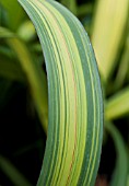 PHORMIUM TENAX YELLOW WAVE