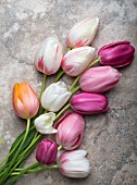 MIXED TULIPS