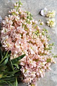 MATTHIOLA INCANA