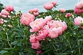 PAEONIA LACTIFLORA PINK HAWAIIAN CORAL