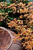 ACER PALMATUM KATSURA