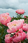 PAEONIA LACTIFLORA PINK HAWAIIAN CORAL