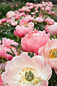 PAEONIA LACTIFLORA PINK HAWAIIAN CORAL