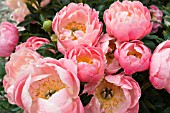 PAEONIA LACTIFLORA PINK HAWAIIAN CORAL