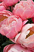 PAEONIA LACTIFLORA PINK HAWAIIAN CORAL