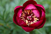 PAEONIA LACTIFLORA BUCKEYE BELLE