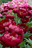 PAEONIA LACTIFLORA BUCKEYE BELLE