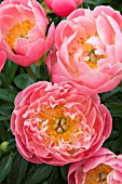 PAEONIA LACTIFLORA PINK HAWAIIAN CORAL