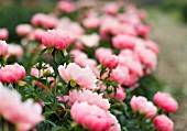 PAEONIA LACTIFLORA PINK HAWAIIAN CORAL