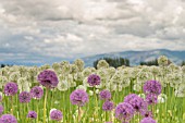 A RURAL FIELD OF PURPLE ALLIUM AFLATUNENSE AND WHITE ALLIUM EVEREST