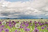 A RURAL FIELD OF PURPLE ALLIUM AFLATUNENSE AND WHITE ALLIUM EVEREST