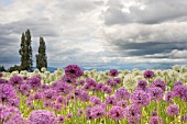 A RURAL FIELD OF PURPLE ALLIUM AFLATUNENSE AND WHITE ALLIUM EVEREST