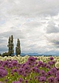 A RURAL FIELD OF PURPLE ALLIUM AFLATUNENSE AND WHITE ALLIUM EVEREST