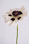 PAPAVER ORIENTALE ROYAL WEDDING