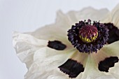 PAPAVER ORIENTALE ROYAL WEDDING