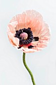 PAPAVER ORIENTALE