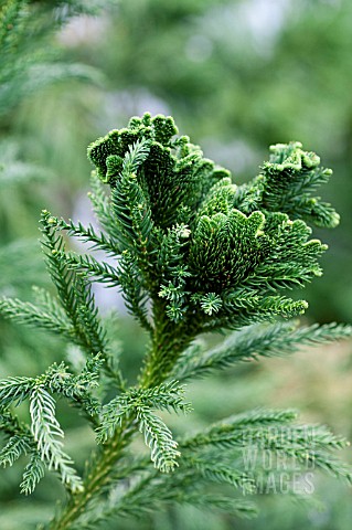 CRYPTOMERIA_JAPONICA_CRISTATA