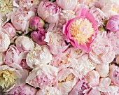 PAEONIA LACTIFLORA INCLUDING BOWL OF BEAUTY, BOWL OF CREAM, NICK SHAYLOR, TOP BRASS AND FRANKLIN D ROOSEVELT IN ARRANGEMENT