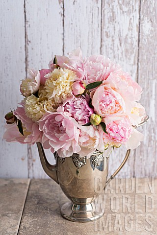 PAEONIA_LACTIFLORA_INCLUDING_BOWL_OF_BEAUTY_BOWL_OF_CREAM_NICK_SHAYLOR_TOP_BRASS_AND_FRANKLIN_D_ROOS