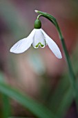 GALANTHUS NIVALIS, COMMON SNOWDROP