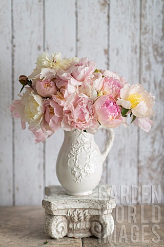 PAEONIA_LACTIFLORA_INCLUDING_BOWL_OF_BEAUTY_BOWL_OF_CREAM_NICK_SHAYLOR_TOP_BRASS_AND_FRANKLIN_D_ROOS