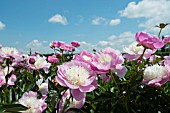 PAEONIA LACTIFLORA BOWL OF BEAUTY