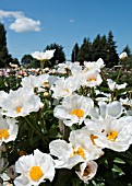 PAEONIA LACTIFLORA KRINKLED WHITE