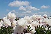 PAEONIA LACTIFLORA REINE HORTENSE