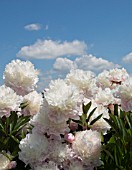 PAEONIA LACTIFLORA REINE HORTENSE