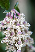 GARRYA X ISSAQUAHENSIS, CATKINS IN WINTER