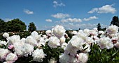 PAEONIA LACTIFLORA REINE HORTENSE