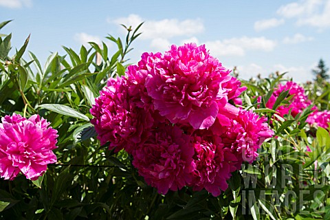 paeonia lactiflora
