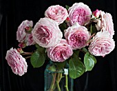 ROSA JAMES GALWAY