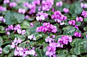 CYCLAMEN COUM