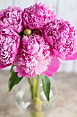 PAEONIA LACTIFLORA VIVID ROSE