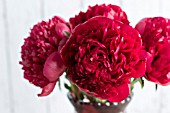 PAEONIA LACTIFLORA MANY HAPPY RETURNS