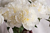 PAEONIA LACTIFLORA DUCHESS OF NEMOURS