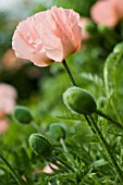 PAPAVER ORIENTALE CORAL REEF