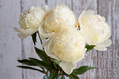 PAEONIA_LACTIFLORA_LANCASTER_IMP