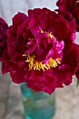 PEONIA LACTIFLORA SHAWNEE CHIEF