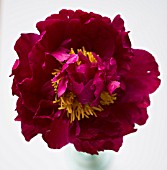 PEONIA LACTIFLORA SHAWNEE CHIEF