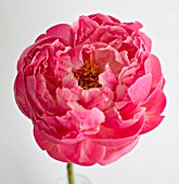 PAEONIA LACTIFLORA CORAL CHARM