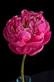 PAEONIA LACTIFLORA CORAL CHARM