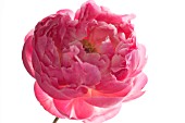 PAEONIA LACTIFLORA CORAL CHARM