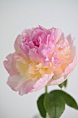 PAEONIA LACTIFLORA TOP BRASS