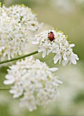 DAUCUS CAROTA WITH LADYBUG