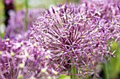 ALLIUM CRISTOPHII