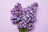 SYRINGA VULGARIS ALICE CHRISTIANSEN