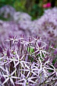 ALLIUM CRISTOPHII